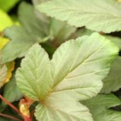 Physocarpus opulifolius Lady in Red � 'Tuilad' 