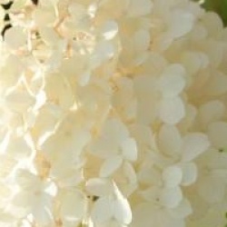 Hydrangea paniculata 'Diamantino' - Hortensia � panicules Diamantino