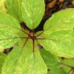 Hydrangea paniculata 'Shikoku Flash'