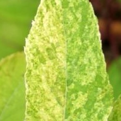 Hydrangea paniculata 'Shikoku Flash'
