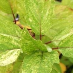Hydrangea paniculata 'Shikoku Flash'