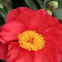 Camellia japonica 'San Dimas'