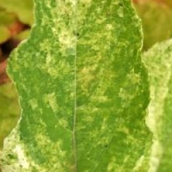 Hydrangea paniculata 'Shikoku Flash'
