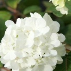 Viburnum plicatum f. plicatum 'Grandiflorum' - Viorne de Chine � Grosses Fleurs 