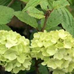 Viburnum plicatum f. plicatum 'Grandiflorum'