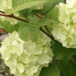 Viburnum plicatum f. plicatum 'Grandiflorum'