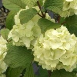 Viburnum plicatum f. plicatum 'Grandiflorum'