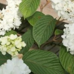 Viburnum plicatum f. plicatum 'Grandiflorum'