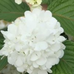 Viburnum plicatum f. plicatum 'Grandiflorum'