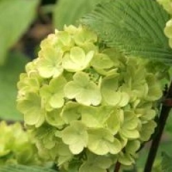 Viburnum plicatum f. plicatum 'Grandiflorum'