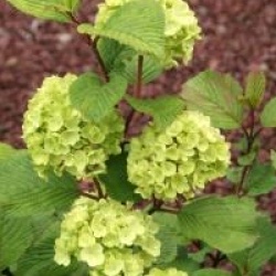Viburnum plicatum f. plicatum 'Grandiflorum'