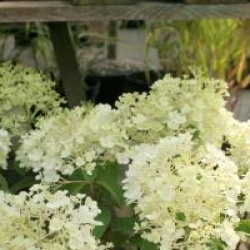 Hydrangea paniculata 'Bobo'