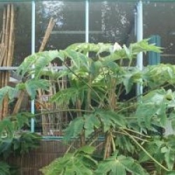 Tetrapanax papyrifera