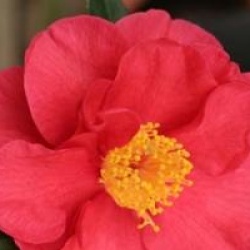 Camellia japonica 'San Dimas'