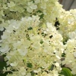 Hydrangea paniculata 'Bobo'