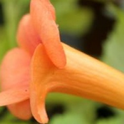 Campsis x tagliabuana INDIAN SUMMER (R) 'Kudian' cov - Bignone Indian Summer�