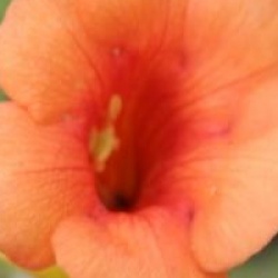 Campsis x tagliabuana INDIAN SUMMER (R) 'Kudian' cov