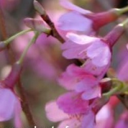 Cerisier � fleur Paen 