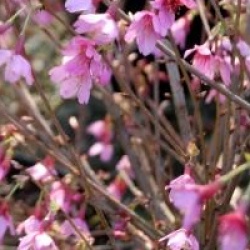 Prunus incisa 'Paean' 