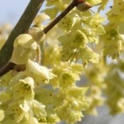 Corylopsis spicata