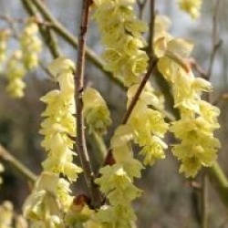 Corylopsis spicata