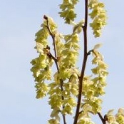 Corylopsis spicata