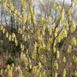 Corylopsis spicata