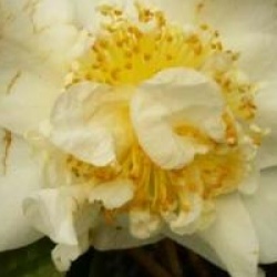 Camellia japonica 'Silver Waves'