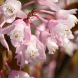 Staphylea holocarpa var. rosea