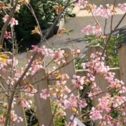 Staphylea holocarpa var. rosea