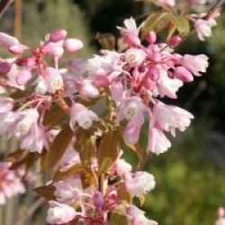 Staphylea holocarpa var. rosea - Staphyllier � fleurs roses