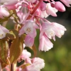 Staphylea holocarpa var. rosea