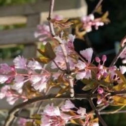 Staphylea holocarpa var. rosea