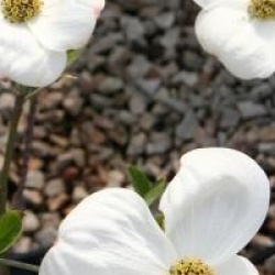 Cornus 'Ormonde'