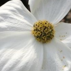 Cornus 'Ormonde' - Cornouiller � fleurs Ormonde