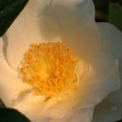Camellia japonica 'Silver Waves'