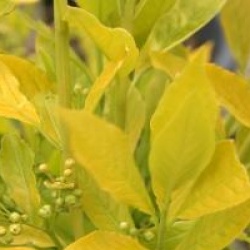 Euonymus europaeus 'Chrysophyllus'