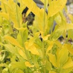 Euonymus europaeus 'Chrysophyllus'