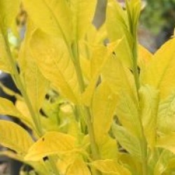 Euonymus europaeus 'Chrysophyllus'