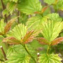 Viburnum dentatum 'Blue Muffin'