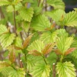 Viburnum dentatum 'Blue Muffin'