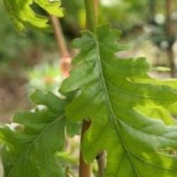 Quercus frainetto - Ch�ne de Hongrie