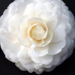 Cam�lia du Japon Snow White