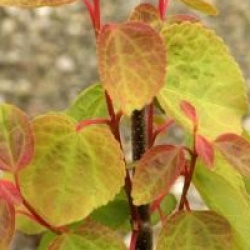 Cercidiphyllum japonicum 'Boyd's Dwarf'  - Arbre � caramel Boyd's Dwarf