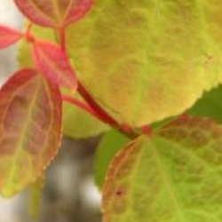 Cercidiphyllum japonicum 'Boyd's Dwarf' 