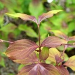 Cornus kousa 'Cappucino' 