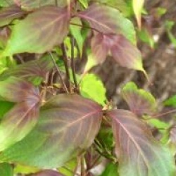 Cornus kousa 'Cappucino' 