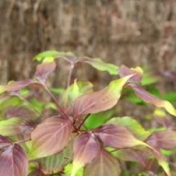 Cornus kousa 'Cappucino' 