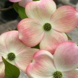 Cornus Ruth Ellen � 'Rutlan'