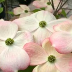 Cornouiller � fleurs Rutlan